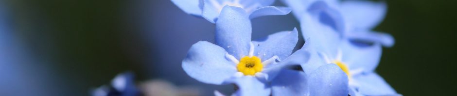 Picture of blue forget-me-nots